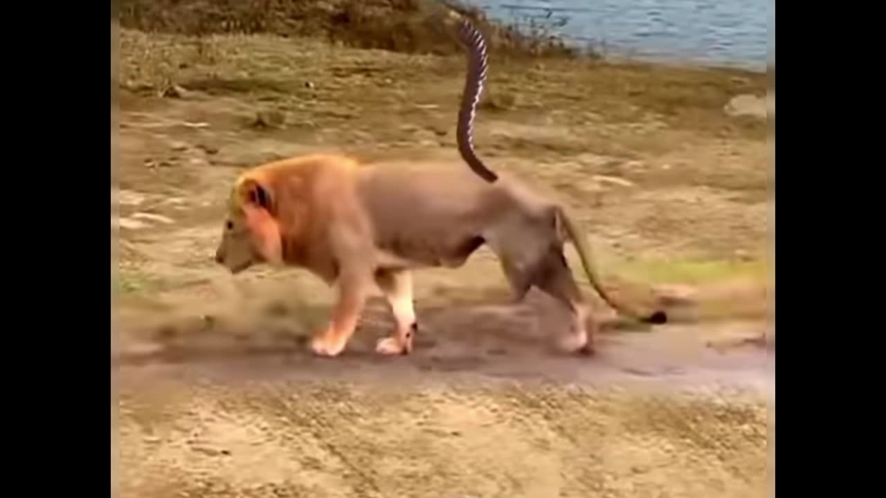 Wild Animal Compilation video