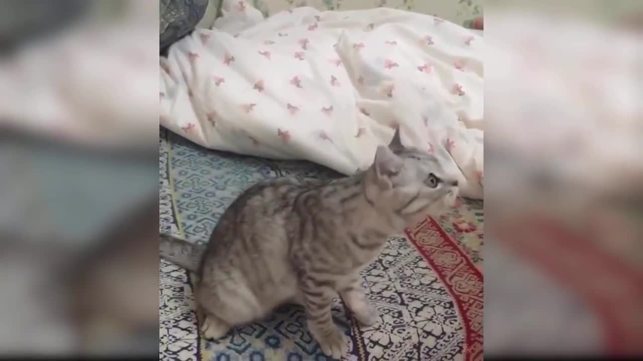 Beautiful cat Video