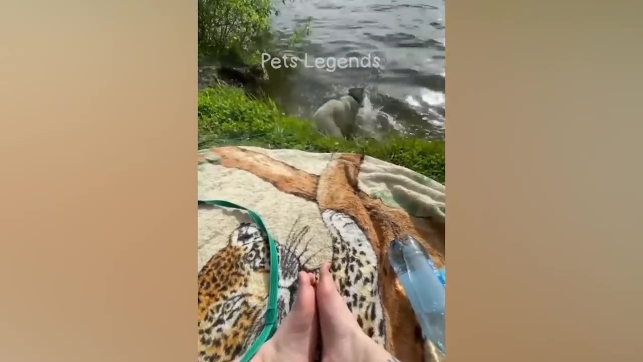 Funniest Animals 2023 🤣 New Funny Pets Videos 😻🐶 Part 4