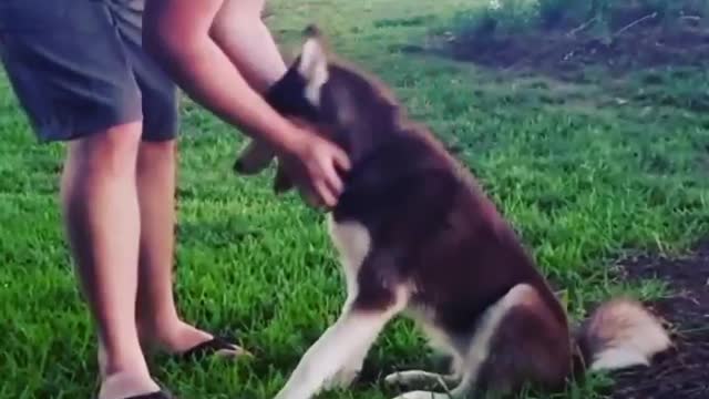 Stubborn Husky Dog Videos 😁😇 Best Funny Animal Videos 2022 😺 Funny Dog Videos 2022 😁