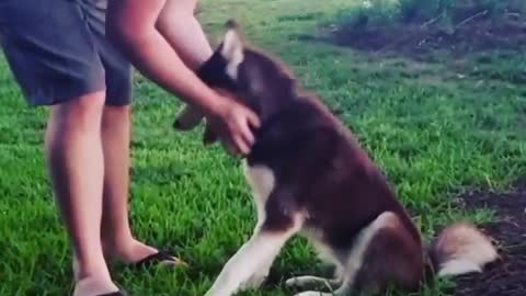 Stubborn Husky Dog Videos 😁😇 Best Funny Animal Videos 2022 😺 Funny Dog Videos 2022 😁