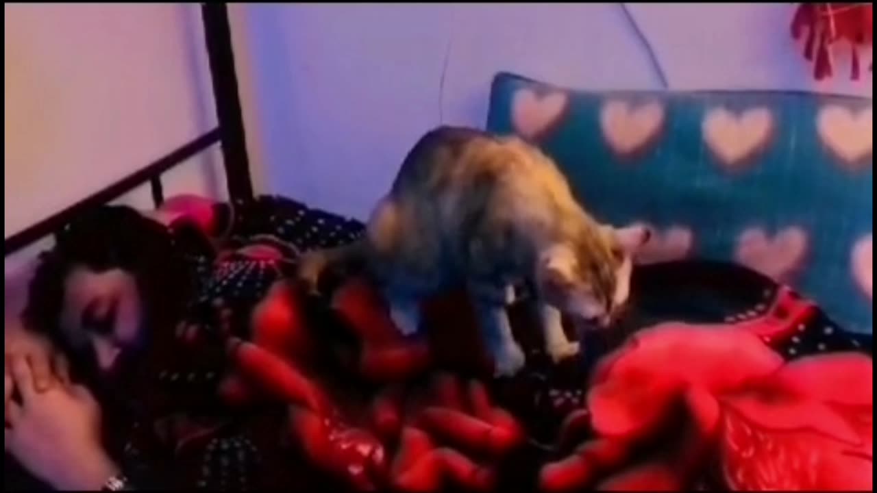 Funny Cat Massage | Cute Cat Video