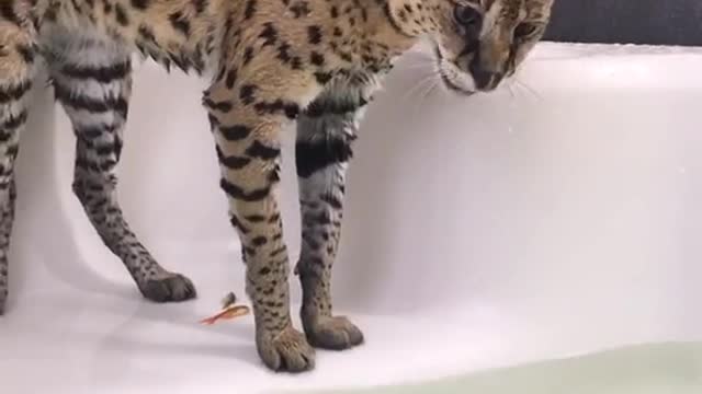 Cute and Funny Cat Videos Compilation - PART 22