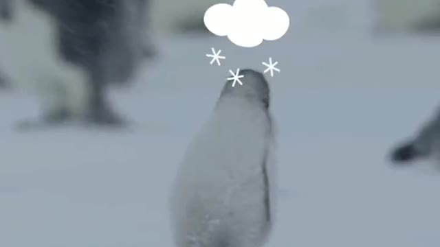 The Penguin Shivers in the cold wind, like you standing in the cold wind in winter