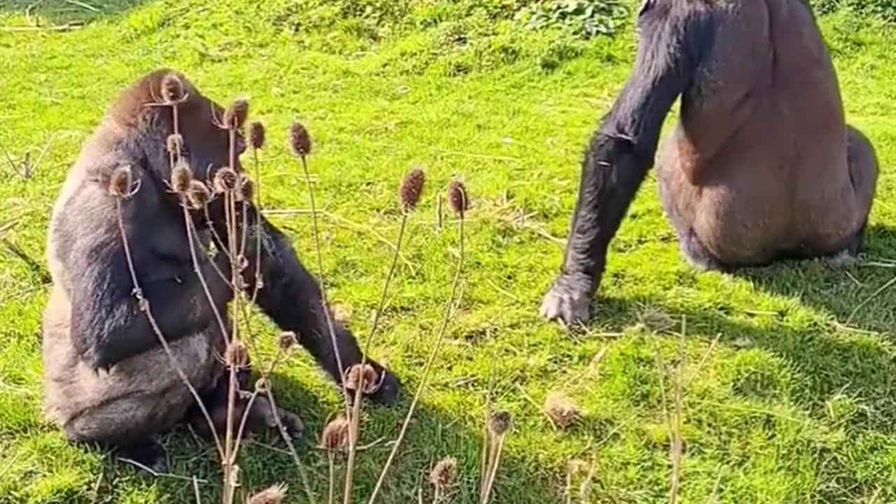 Gorillas eating grass! Gorillas are not picky and have a versatile diet #gorilla #eating #outside