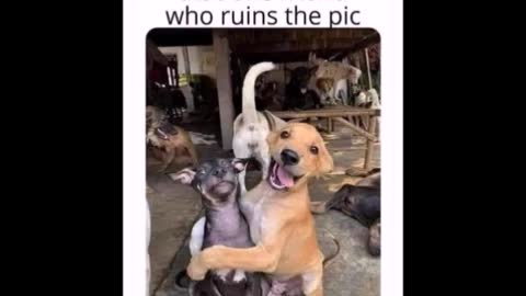 Funny Laugh Out Loud Feel Good Memes Jokes Cartoons #12