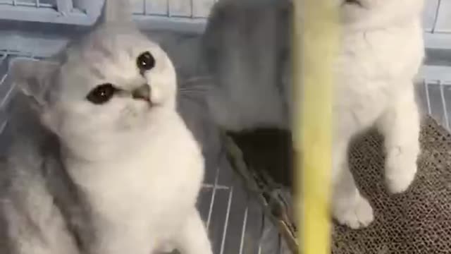 Which of the two kittens can catch the feather first