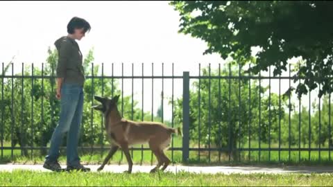 Dog training video