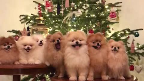 Christmas celebration puppy