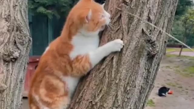 funny cat #funny #cats