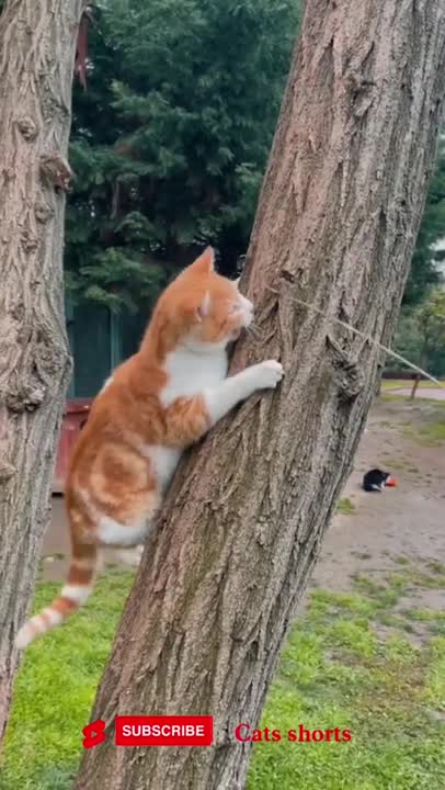 funny cat #funny #cats