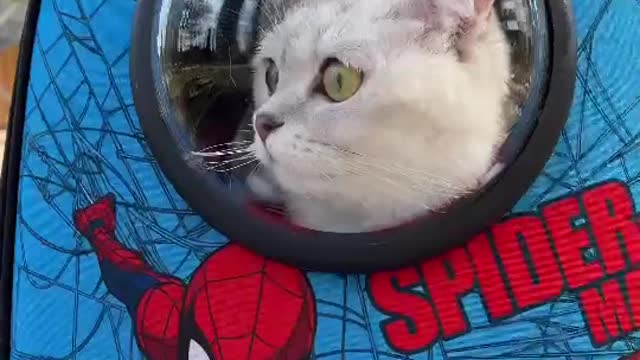 everyone is safe with the spider cat