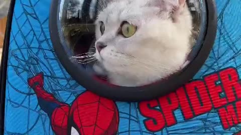 everyone is safe with the spider cat