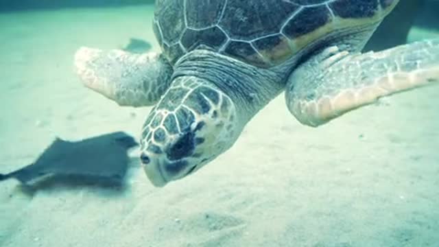 Wonderful Turtle