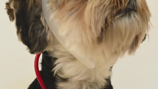 Dog Wearing a Nurse Costume