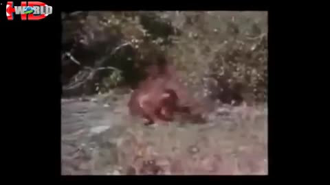 Most Scariest and Shocking fighting video 🥶Wildlife- animals fighting