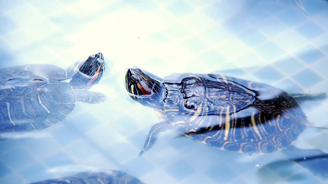 Animal Reptile Aquatic Water Turtle in a Water Pool