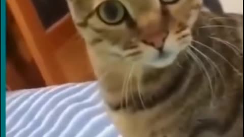 Funny 🐕Dog vs Cat 🐈 Video Try to not Laugh
