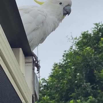 Cockatoo chillin