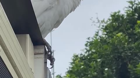 Cockatoo chillin