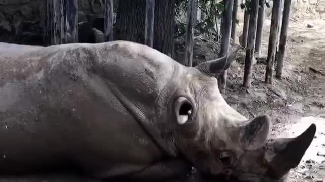 Give a cow a bath big rhino