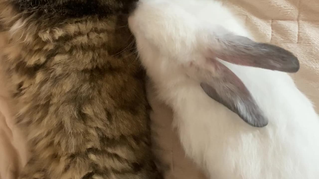 cat😍😍😍