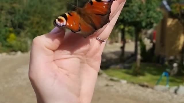 Beautiful butterfly