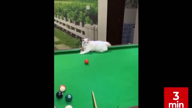 Best Funny Animal Videos 2022 #3