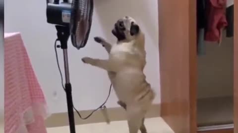 Funny dog 😂​​wants to run a cooling helicopter