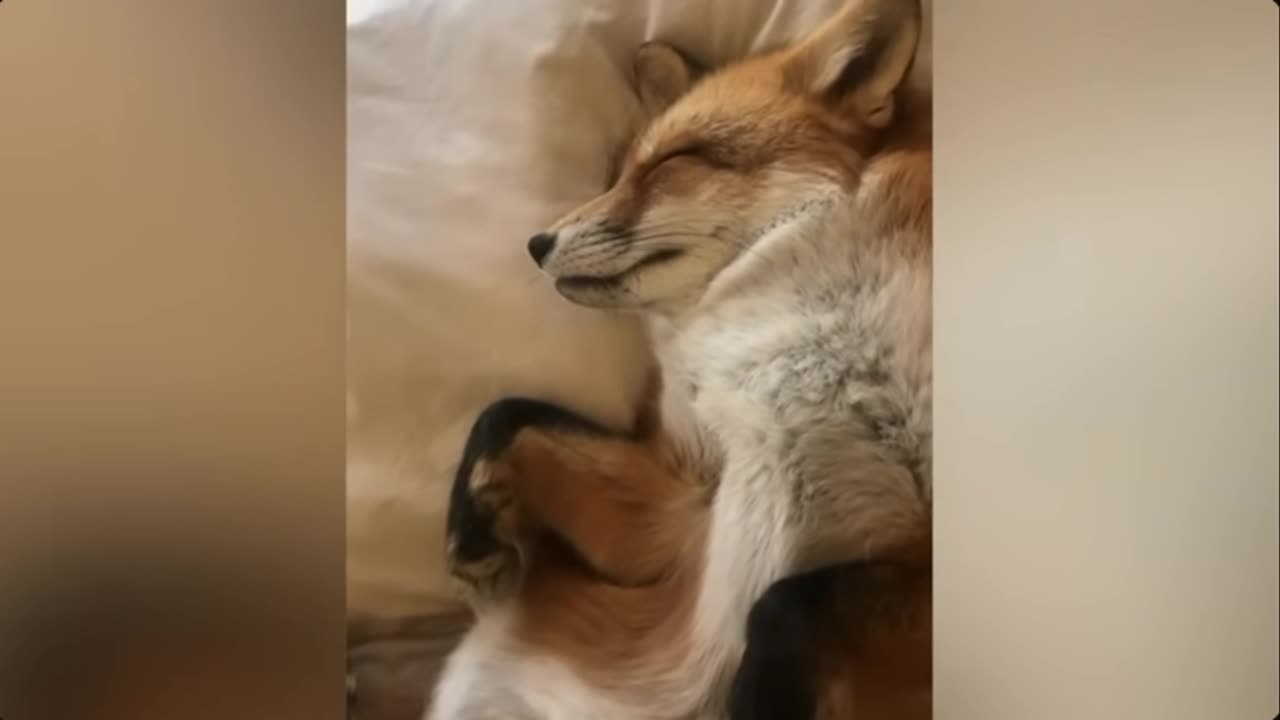 🐾 Cute and Funny Animal compilation