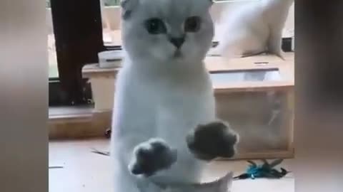 cute funny cats