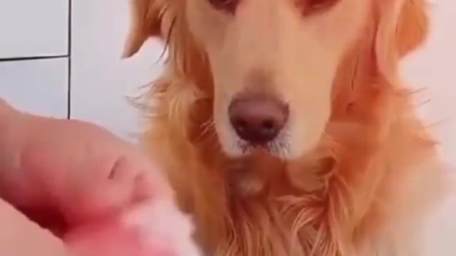 Here the money is being calculated with the dog. Funny a video.