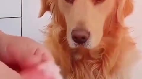 Here the money is being calculated with the dog. Funny a video.