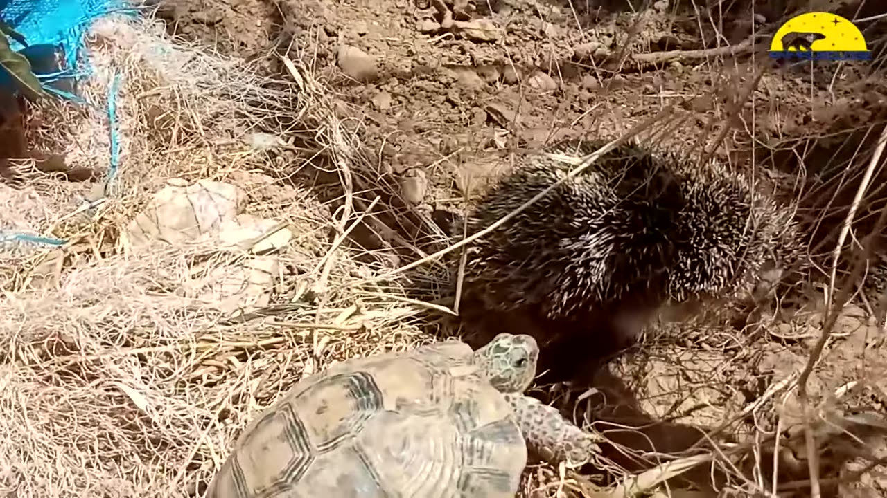 Hedgehog Screaming - All that noise!