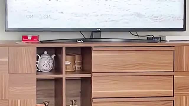 The cat stumbled and ran 😹😹