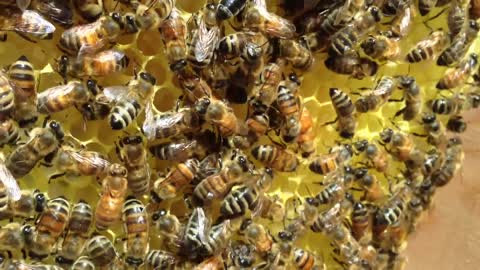 Honey Bee Waggle Dance