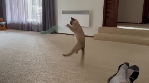 Kitten can Fly