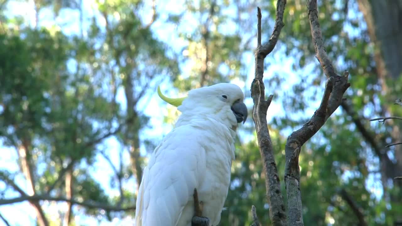 Beautiful white bird