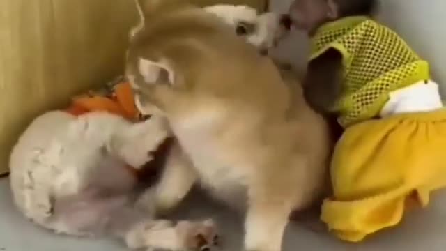 Monkey dog and cat are fighting or playing ☹️