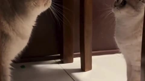 Cute and Funny Cat 😂😂😍😍 #cat #catlover #cats #pet #animals #viral #shorts #reels #mmvcats