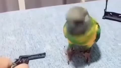 parrot actor