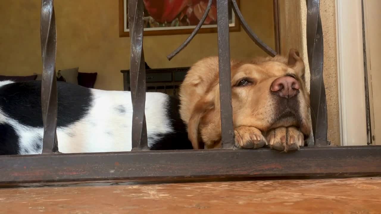 Bored lonely dog with his nose between two bars next to another sleeping dog
