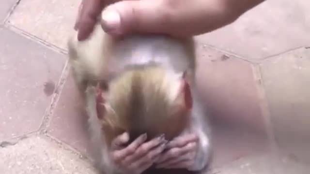 Baby monkey abandoned by mother