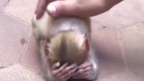 Baby monkey abandoned by mother