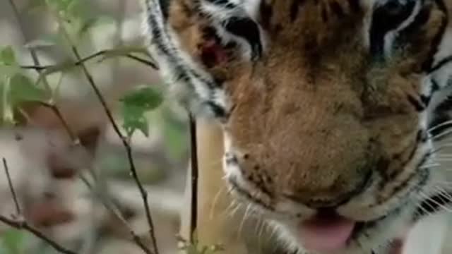 Lione is back
