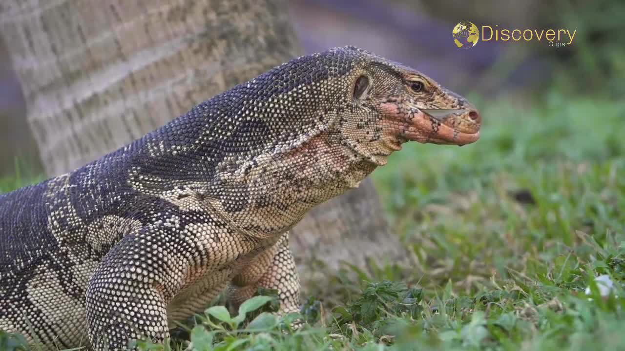 Komodo Dragon Swallows Fish