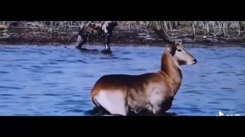 Hippo and antelope