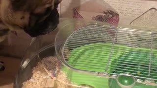 Frenchie just wants to be friends with hamster