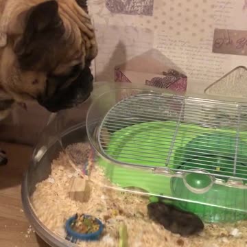 Frenchie just wants to be friends with hamster