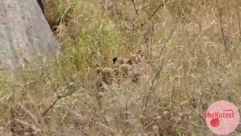 Little Lion Cubs Being Cute
